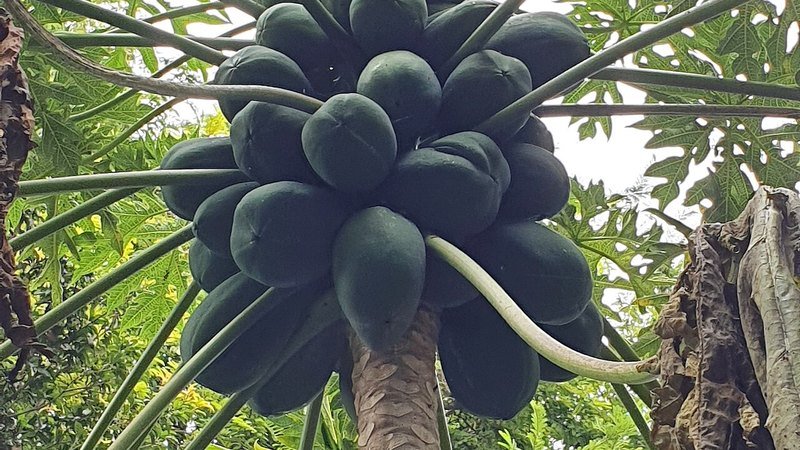 Muda de Mamao (Carica papaya)