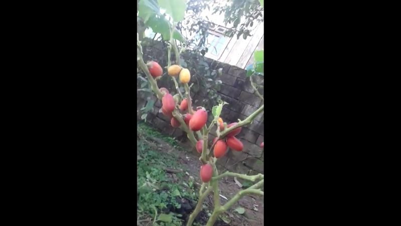 Mana Cubiu (Solanum sessiliflorum)