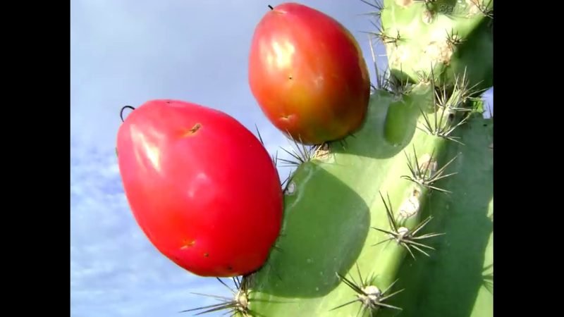 Mandacaru (Cereus jamacaru)