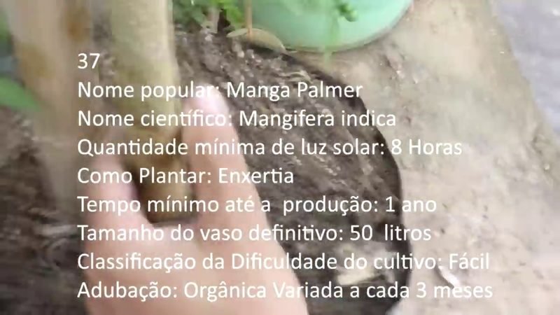 Manga Palmer - imagem 2
