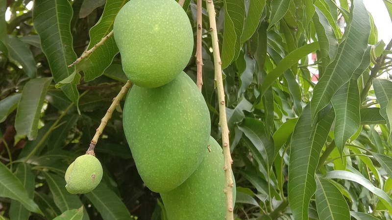 Muda de Manga Palmer (Mangifera indica 'Palmer')