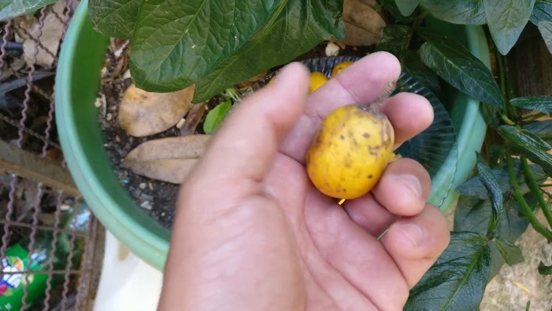 Muda de Manga uba (Mangifera indica 'Ubá')