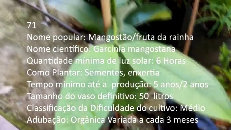 Mangostao fruta da rainha - imagem 2