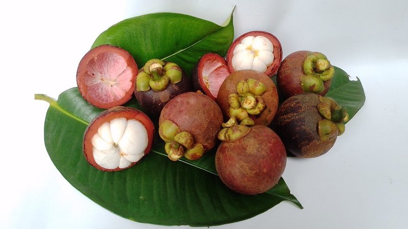 Muda de Mangostao fruta da rainha ()