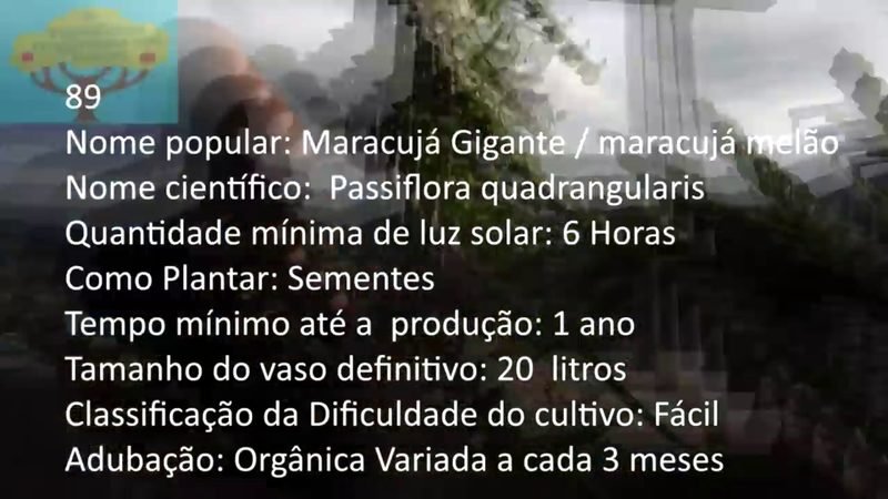 Maracuja Gigante - imagem 2