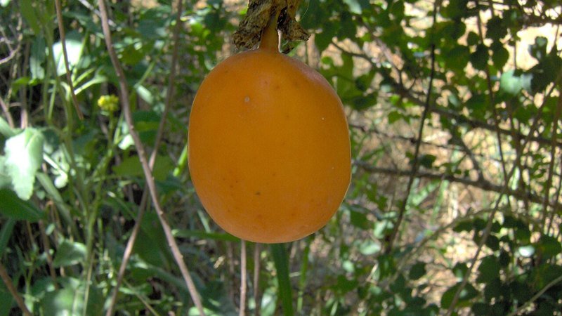 Muda de Maracuja Gigante (Passiflora edulis)