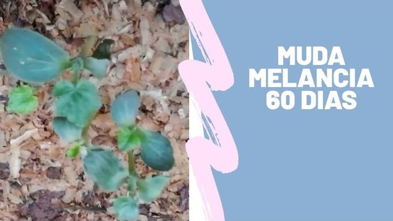 Melancia (Citrullus lanatus)