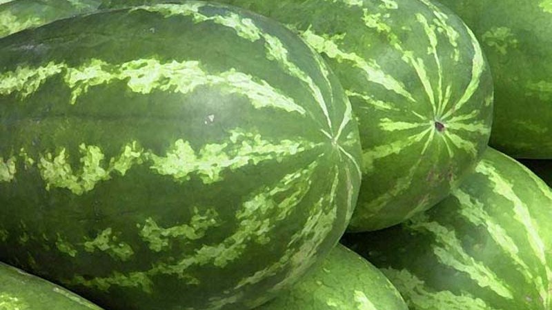 Muda de Melancia (Citrullus lanatus)