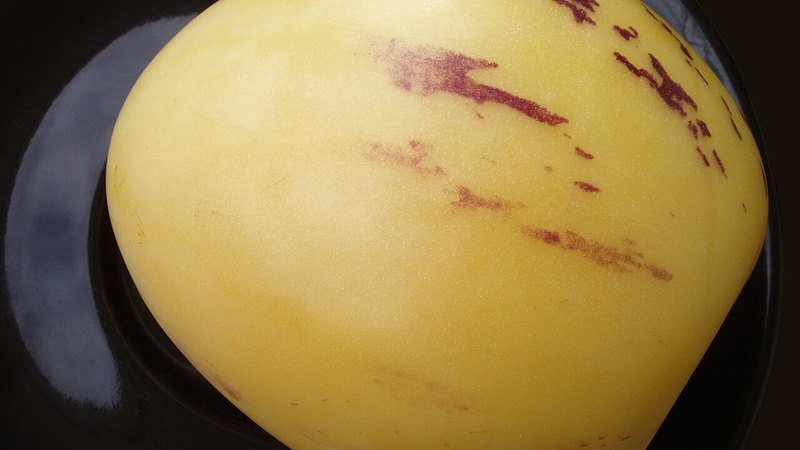 Muda de Melao Andino (Solanum muricatum)