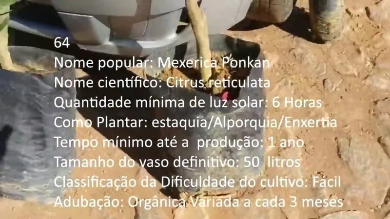 Mexerica Ponkan - imagem 2