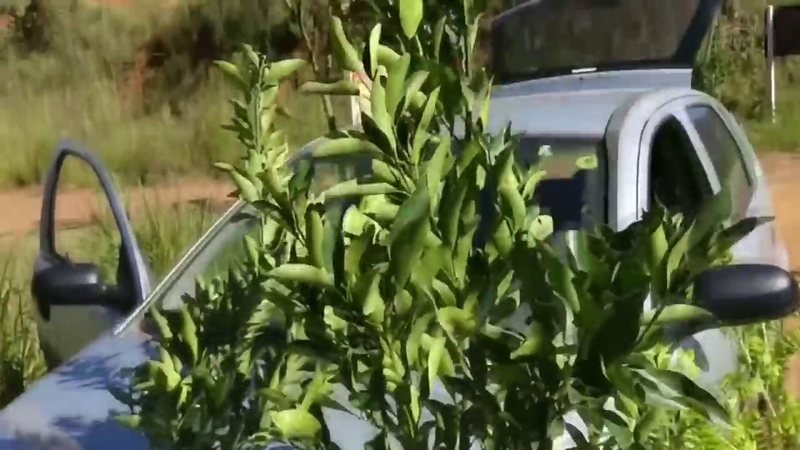 Mexerica Ponkan (Citrus reticulata)