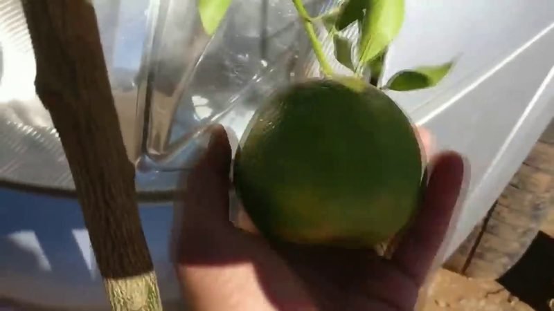 Muda de Mexerica Ponkan (Citrus reticulata)