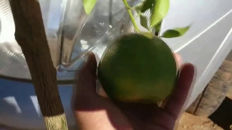 Mexerica Ponkan (Citrus reticulata)