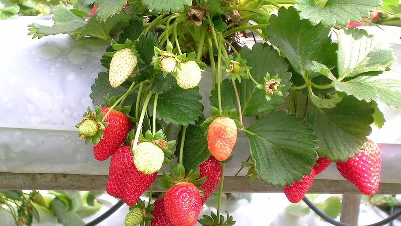 Muda de Morango (Fragaria x ananassa)