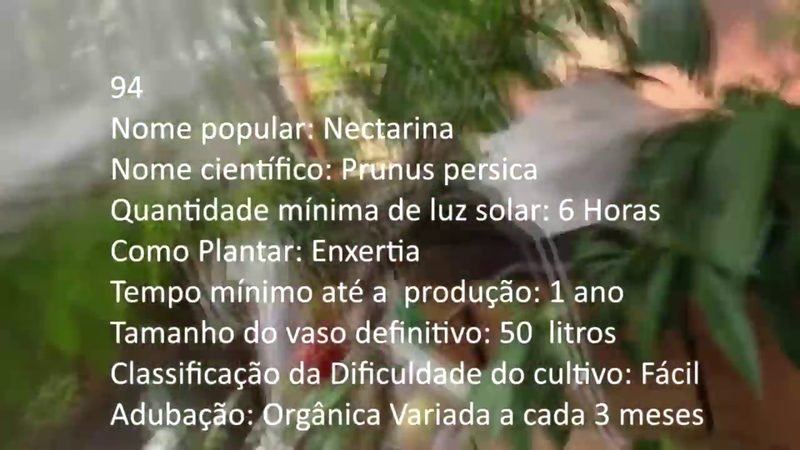 Nectarina - imagem 2