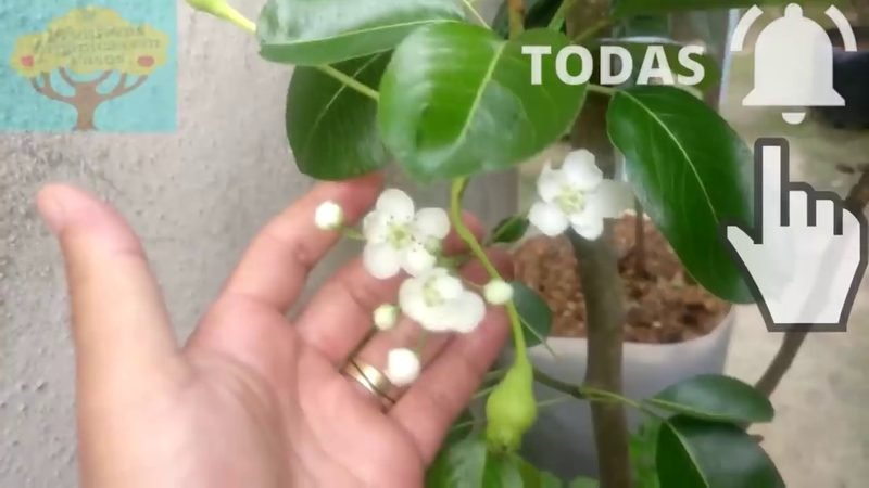 Muda de Pera Dagua (Pyrus communis)