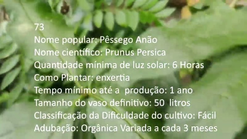 Pessego Anao - imagem 2