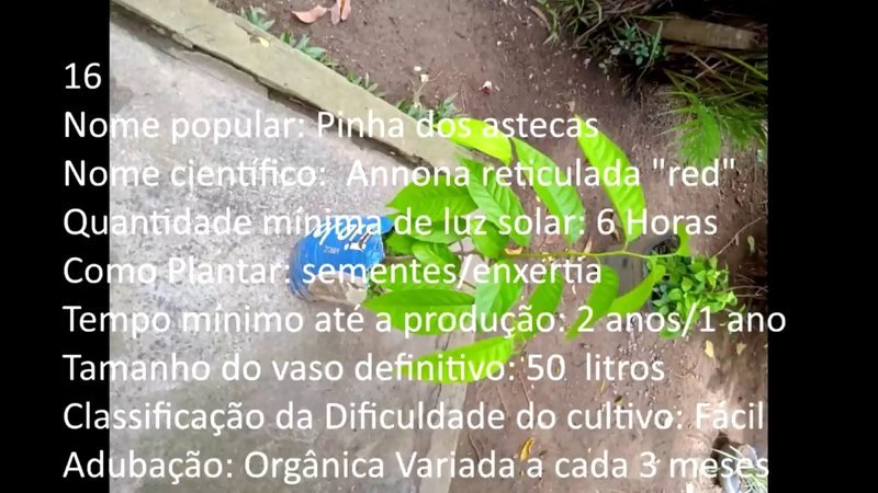 Pinha dos astecas (Annona sp.)