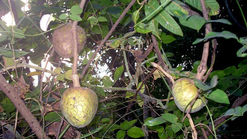 Muda de Pinha dos astecas (Annona sp.)