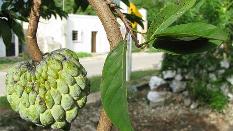 Muda de Pinha (Annona squamosa)
