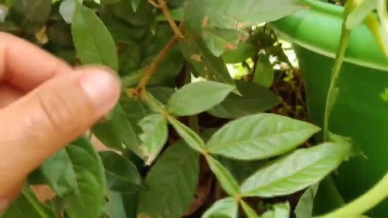 Pitanga do cerrado (Eugenia calycina)