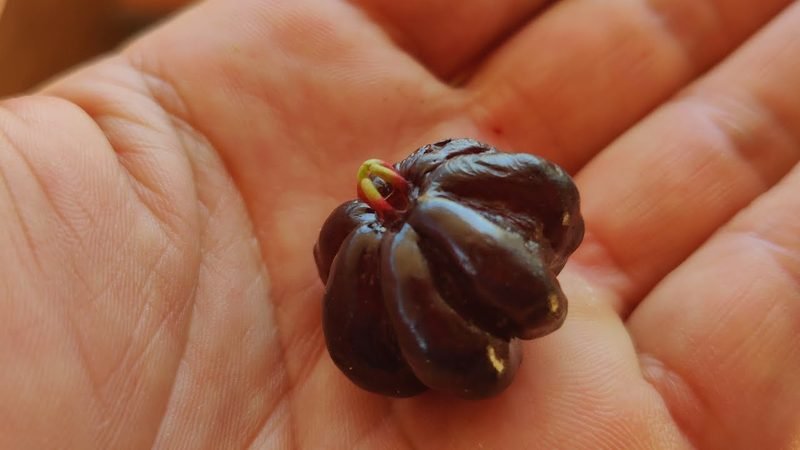 Muda de Pitanga Preta (Eugenia uniflora)