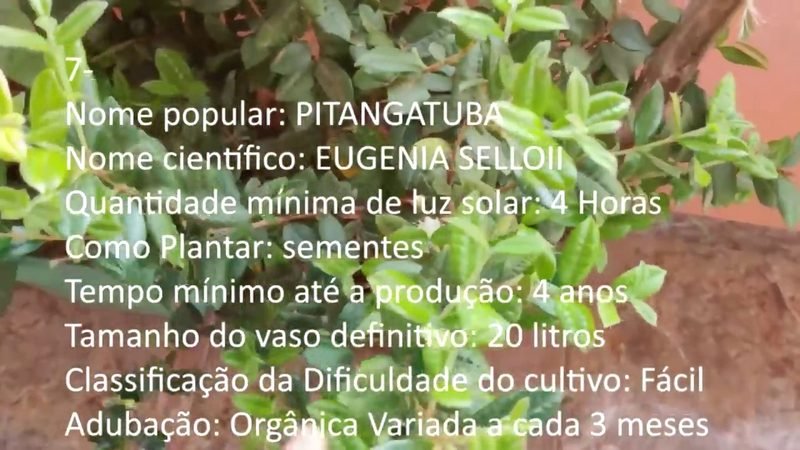 Pitangatuba - imagem 2