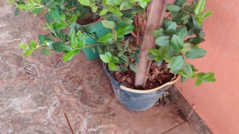 Pitangatuba (Eugenia selloi)