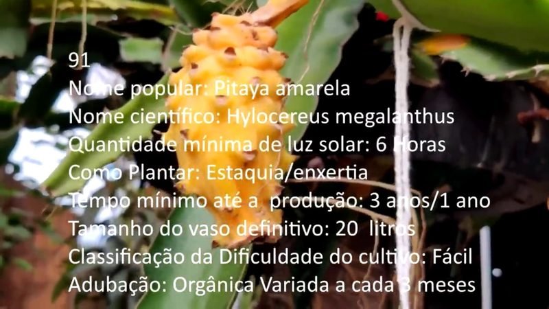 Pitaya amarela - imagem 2