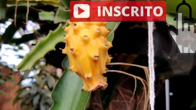 Pitaya amarela (Selenicereus megalanthus)