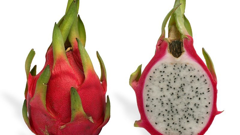 Muda de Pitaya Branca (Hylocereus undatus)