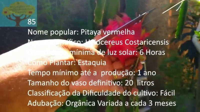 Pitaya vermelha - imagem 2