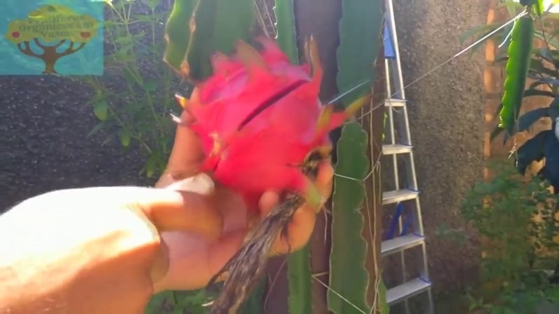 Pitaya vermelha (Hylocereus polyrhizus)