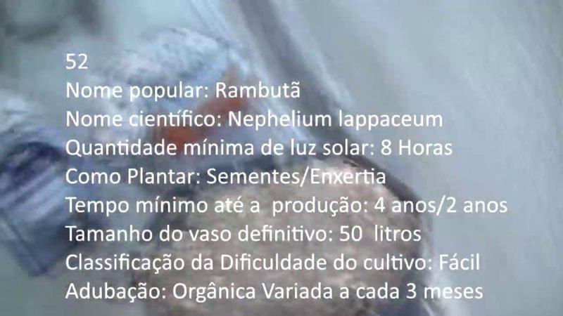 Rambuta - imagem 2