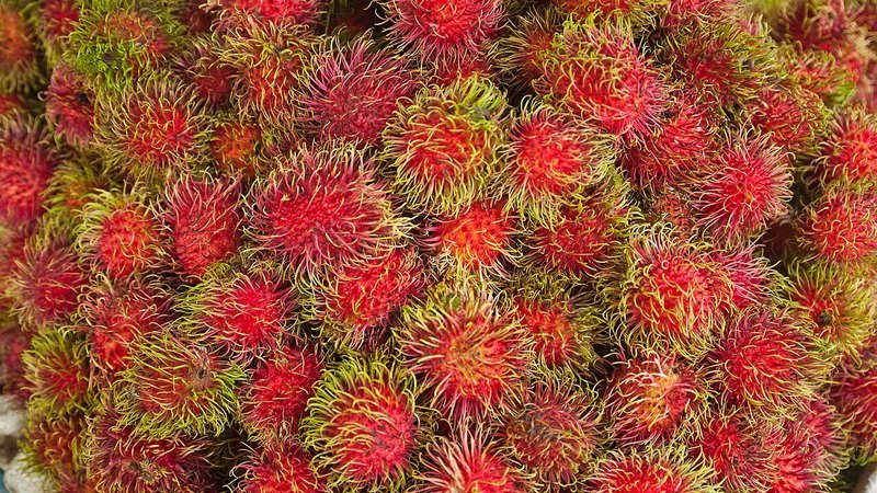 Muda de Rambuta (Nephelium lappaceum)