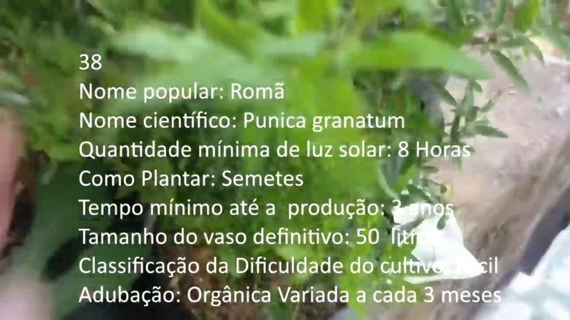 Roma (Punica granatum)