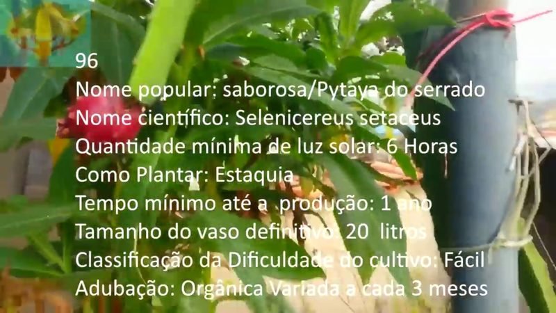 Saborosa Pytaya do serrado - imagem 2