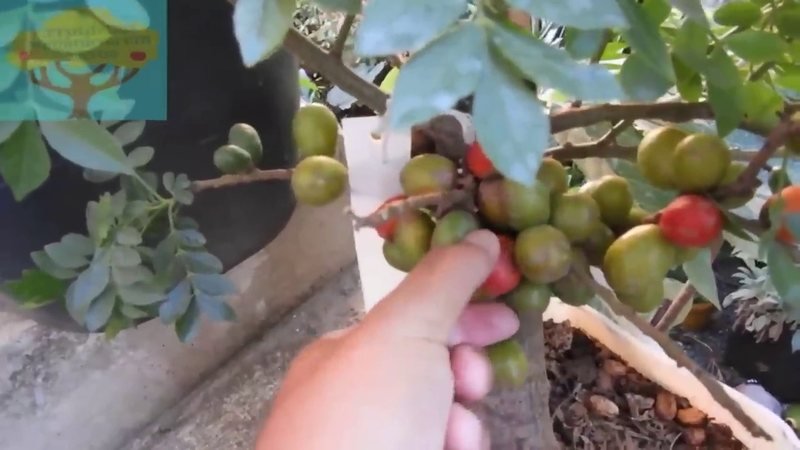 Seriguela (Spondias purpurea)