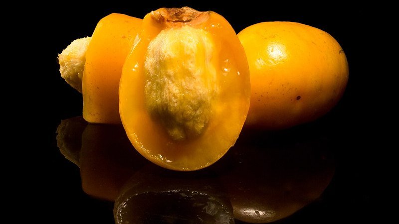 Muda de Seriguela (Spondias purpurea)