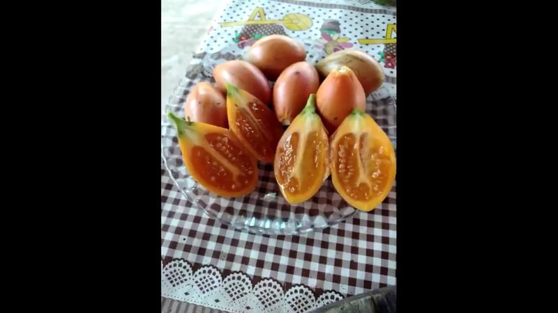 Muda de Tamarilho Tomate de arvore ()