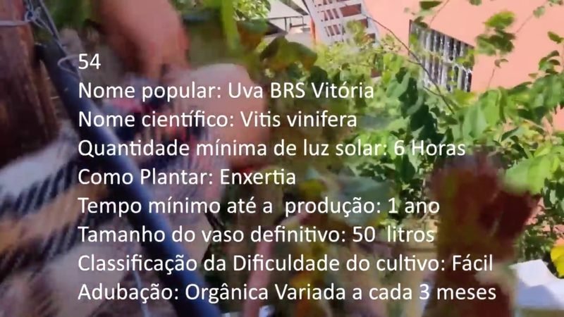 Uva BRS Vitoria - imagem 2