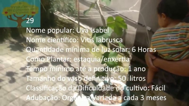 Uva Isabel - imagem 2
