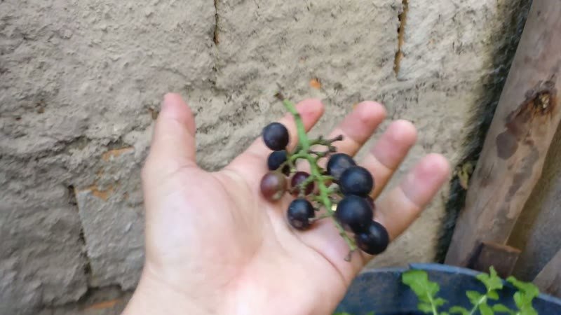 Muda de Uva Isabel (Vitis labrusca 'Isabel')