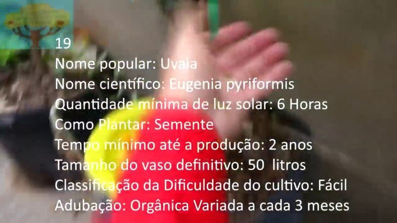 Uvaia - imagem 2